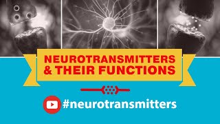 Neurotransmitters And Their Functions Dopamine Glutamate Serotonin Norepinephrine Epinephrine [upl. by Latrina230]