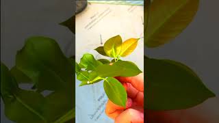 Mandevilla Dipladenia Propagation in 5 Easy Steps [upl. by Freddie]