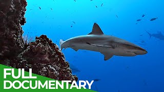 Underwater Volcanoes  Oases of the Sea  Free Documentary Nature [upl. by Fadden]