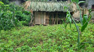 Renovating my place with bamboo and the old mans help  gardening  lý thị vịnh [upl. by Novar891]