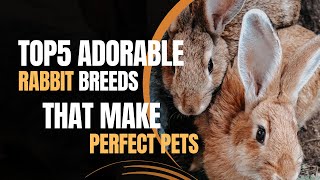 Top 5 Adorable Rabbit Breeds That Make Perfect Pets [upl. by Trina498]