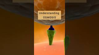 Osmosis  Osmotic Pressure osmosis osmoticpressure biology chemistry differencebetween [upl. by Whitman332]