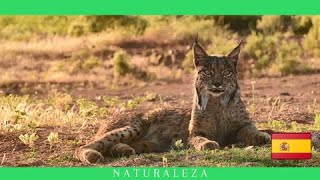 Lince Iberico [upl. by Antone]