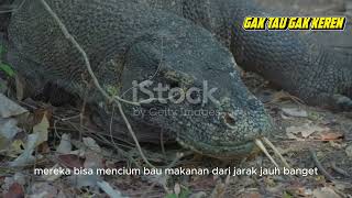 FAKTA HEWAN LANGKA DARI INDONESIA  KOMODO [upl. by Pelson]