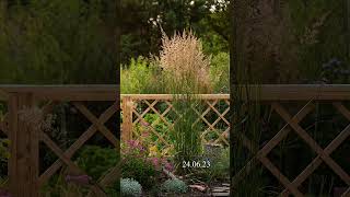 Calamagrostis acutiflora Karl Foerster  Війник гостроквітковий KFoerster garden perennialgarden [upl. by Adnolat96]