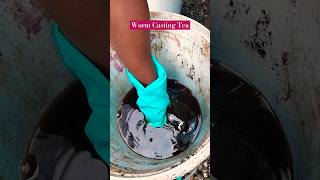 Worm Casting Tea shortsvideo garden fertilizer [upl. by Cheffetz]