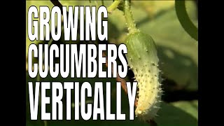 Building a Cucumber Trellis P Allen Smith [upl. by Llerrud412]