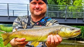 Mega Riesenbachforelle am kleinen Fluss Van Staal VR50 Silver [upl. by Canotas]