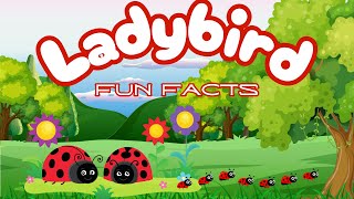 Fun Facts  Ladybirds [upl. by Aikin524]