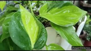 Philodendron Brasil Complete Care guideFast growing vine growing beautiful in Hanging Baskets [upl. by Karmen]