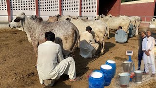 Government Cholistani Cows Farm 3032 Kg Milk Record ll Govt LES Jogeet Peer cow dairy farming [upl. by Doroteya292]