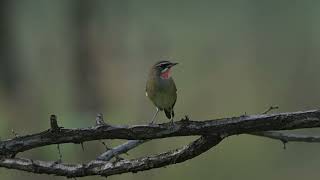 紅喉歌鴝 Siberian Rubythroat [upl. by Claire720]