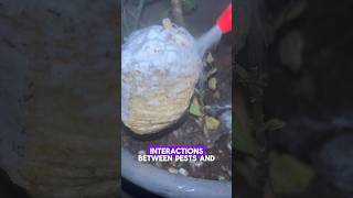 Exploring Expired Coconut Meat What Happens When You Pour Boric Acid on Ants [upl. by Idoc887]