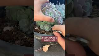 Remove old leaves helps your succulents healthier 多肉植物 다육이들  Suculentas shorts [upl. by Mobley451]