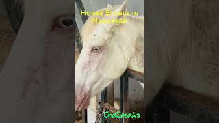 Equestrian Facility and Horse Stable in Makassar horse horseriding equestrian horselover [upl. by Jacquetta]