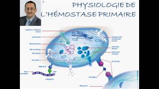 PHYSIOLOGIE DE HÉMOSTASE PRIMAIRE [upl. by Maritsa]