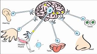 Electrophysiology Part 1  The Resting Membrane Potential RMP amp Action Potentials [upl. by Nospmas]