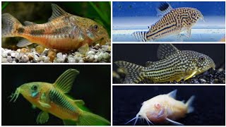 Cory catfish beginners guide how to tell Corydoras gender breeding and feeding Cory catfish [upl. by Consuelo]