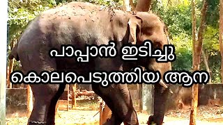 പാപ്പാൻ കല്ല് കൊണ്ടിടിച്ചു കൊന്ന ആന  Elephant stoned to death by its Mahout  Edathotty sukumaran [upl. by Nodarb]