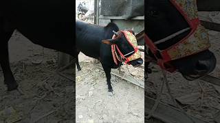 Sirf 2 fit ka gana bachara 👑 Qurbani 2025 ke liyee youtubeshorts trending viralvideo cow viral [upl. by Apurk926]