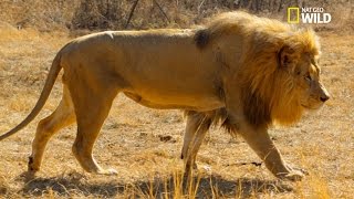 Qui sera le mâle dominant parmi les trois frères lions [upl. by Caldwell175]