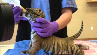 Malayan Tiger Cub Feeding [upl. by Morna719]