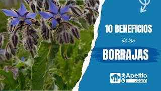 10 Beneficios de la Borraja 🌱✅  QueApetito [upl. by Church]