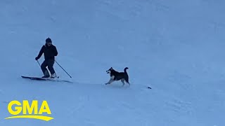 Husky has the time of his life chasing after skiers and snowboarders l GMA [upl. by Vanderhoek275]