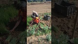 Jai Jawan Jai Kisan viralvideo youtubeshorts ytshorts [upl. by Adnahcir980]