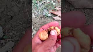 Dry🍋lemons🍋 satisfying youtubeshorts shortvideo shorts short lemon fruit garden [upl. by Smart]