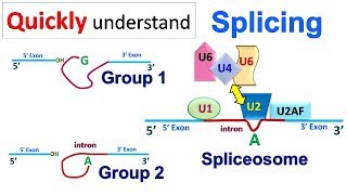 Splicing [upl. by Reinhart]