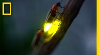 Watch Fireflies Glowing in Sync to Attract Mates  National Geographic [upl. by Swan]