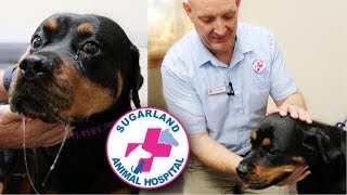 MASTICATORY MYOSITIS IN ROTTWEILERS [upl. by Eralcyram]