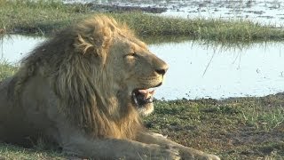 Botswana wildlife expedition 2012 [upl. by Aihsyt]