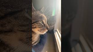 Two beautiful cats 🐈 🐈‍⬛ catshorts viralcat cats catvideos [upl. by Eelnodnarb291]