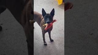 Luppa retrouve ses copains au souk malinois dog pourtoi foryou doglover malinoislovers [upl. by Columbus]