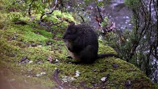 CUTEST PADEMELON [upl. by Dara]