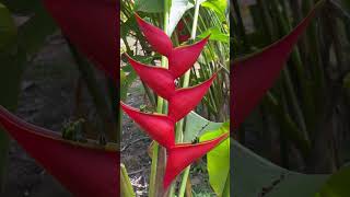 Helicônia Stricta Íris red florestropicais flores jardimtropical natureza tropicalflowers fy [upl. by Lassiter]