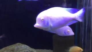 Albino Blue Dolphin Cichlids size around 7 inches [upl. by Keon]