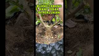 Buang cabang yang tidak di perlukan bonsai bonsaiideas bonsaiart bonsaitree bonsaidesign [upl. by Etram]