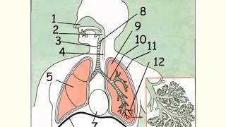 Lappareil respiratoire anatomie et fonctions [upl. by Jumbala423]