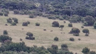 Almost caught a Wild Pig with my bare hands Pig Hunting NZ  1ST Hunt of 2024 [upl. by Nabetse]