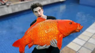 What is it like to buy koi in Germany [upl. by Cyrillus]