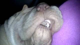 Our Shar Pei Snoring [upl. by Naesed]