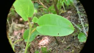 Epigaea repens Trailing Arbutus [upl. by Leviralc615]