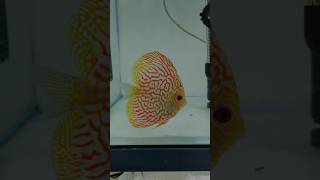 Subscribe and support 💙8075739517 fish aquarium discus youtubeshorts [upl. by Bolton]