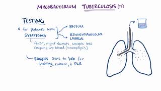 Tuberculosis  symptoms causes microbiology pathology amp treatment [upl. by Anahsahs334]