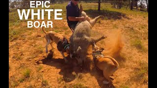 EP10 Wild boar hunting with dogs  WATCH TILL THE END For a sneak peak of upcoming project [upl. by Anola]