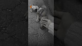 La cagnolina non lo sa ma questa è la persona giusta shorts rescue dog [upl. by Reisman]