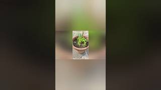 How to grow mesembry Ice plant from seeds gardening shortsfeed flowers youtubeshorts [upl. by Laemaj]